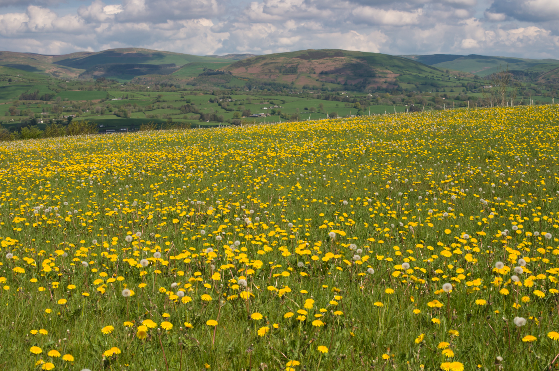 View over Dolydd Gobaith